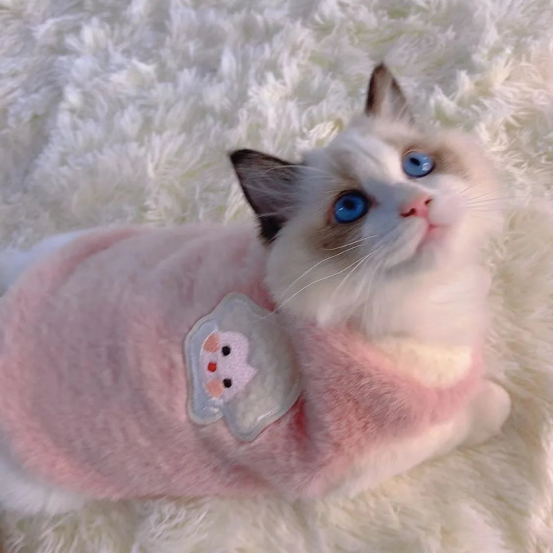 Chandail pour chat