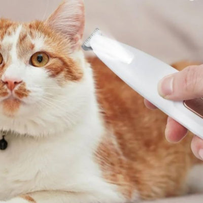 Tondeuse blanche tenue près de l’oreille d’un chat roux et blanc à poils courts