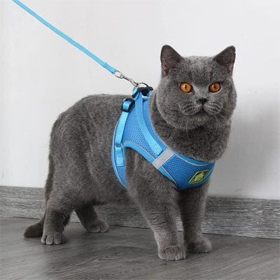 Harnais pour Chat | Sécurity Reflex