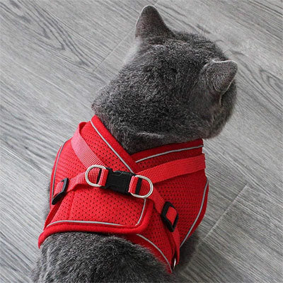 Harnais pour Chat | Sécurity Reflex