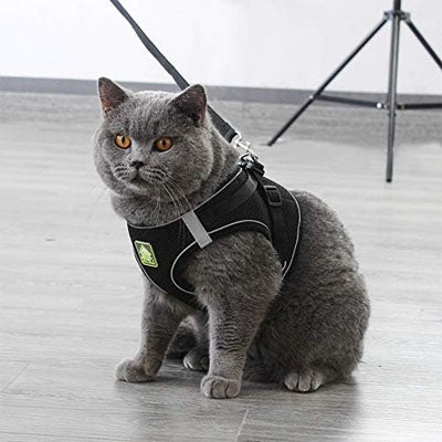Harnais pour Chat | Sécurity Reflex