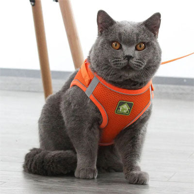 Harnais pour Chat | Sécurity Reflex