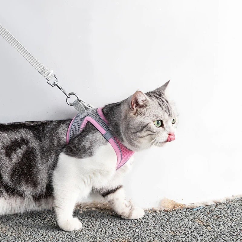 harnais_pour_chat_rassurant