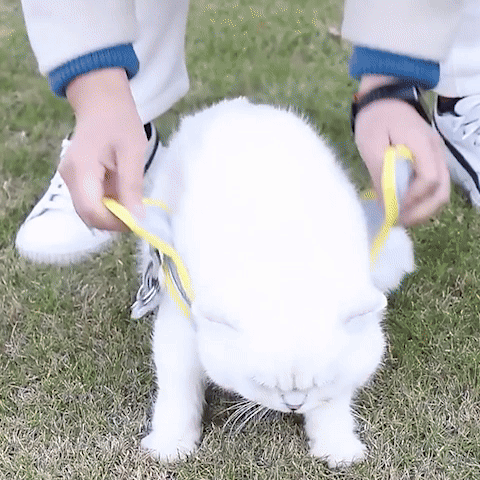 Harnais pour chat