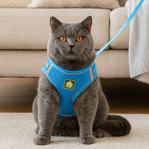 Harnais pour Chat | Sécurity Reflex
