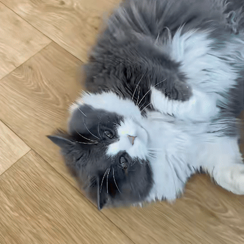 Jouet pour chat