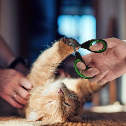 Coupe-griffe pour chat