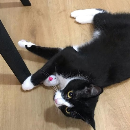 Jouet pour chat souris