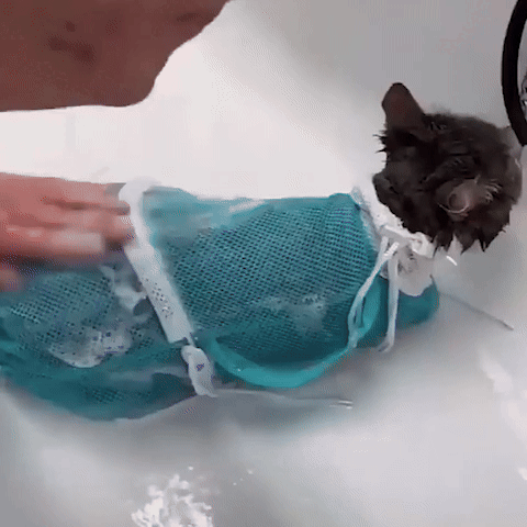 Sac de toilettage pour chat
