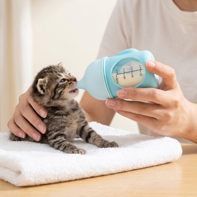 Biberon chaton​ 
