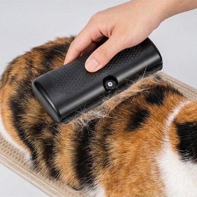 Main passant une brosse noire sur le dos d’un chat au pelage tricolore