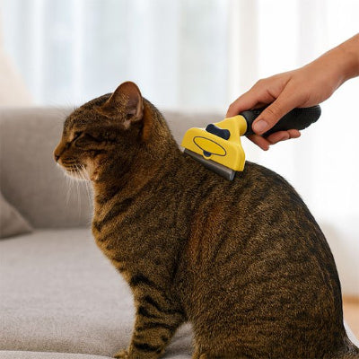 Chat tigré assis sur un canapé clair, brossé sur le dos avec une brosse SoyeuxPro jaune à manche noir