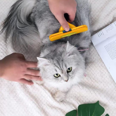 Chat gris et blanc à poils longs, vu de dessus, brossé sur le dos avec une brosse SoyeuxPro jaune à manche noir