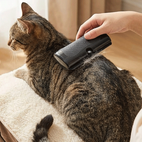 Animation montrant une main qui brosse le dos d’un chat tigré brun
