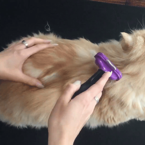 Brossage du dos d’un chat roux clair à poils longs avec une brosse SoyeuxPro violette à manche noir