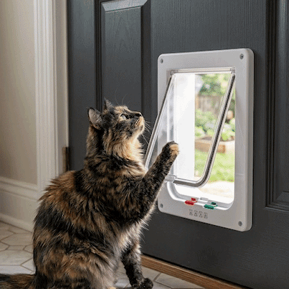 Chatière pour chat à battant transparent – démonstration d'ouverture et fermeture automatique