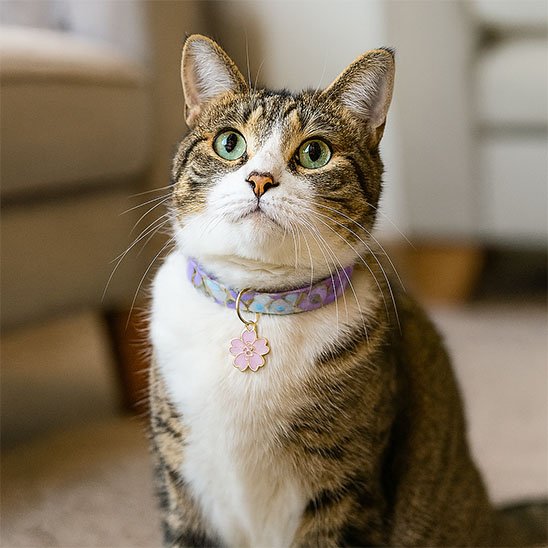 Chat gris portant un collier japonisant mauve – allure distinguée et zen