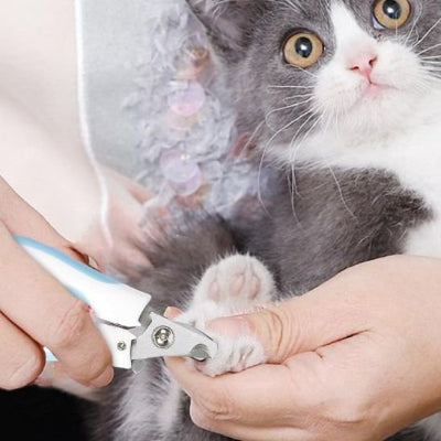 Coupe-griffes blanc et bleu placé autour d’une griffe de la patte avant d’un chat gris et blanc tenu dans les bras