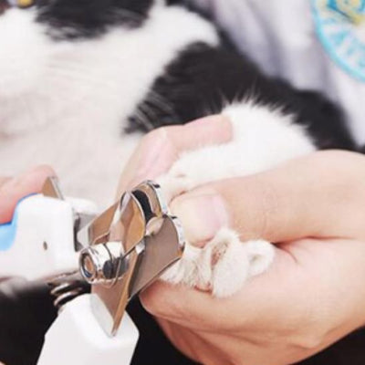 Gros plan sur la lame métallique d’un coupe-griffes blanc et bleu près d’une griffe d’un chat noir et blanc, dont la patte est maintenue à la main