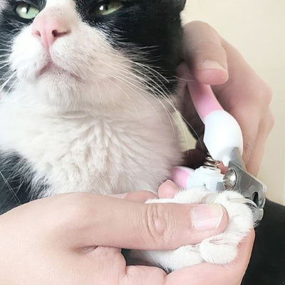 Coupe-griffes blanc et rose utilisé sur la patte d’un chat noir et blanc, maintenue à la main