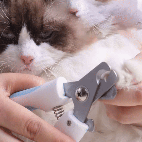 Démonstration d’un coupe-griffes blanc et bleu près d’une griffe d’un chat brun et blanc, dont la patte est maintenue à la main