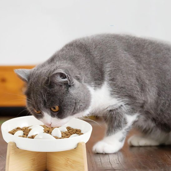 gamelle-anti-glouton-chat