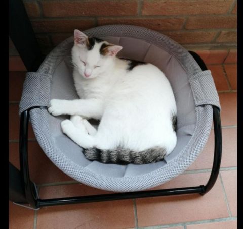 Hamac Chat | Confort Suspendu