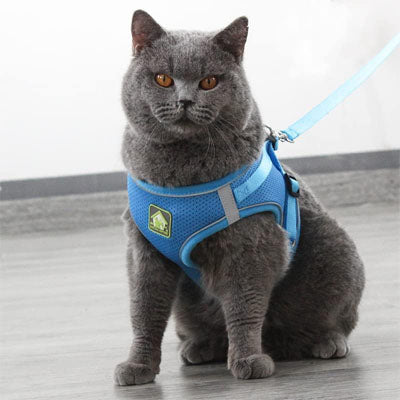 Chat gris assis portant un harnais bleu avec laisse assortie