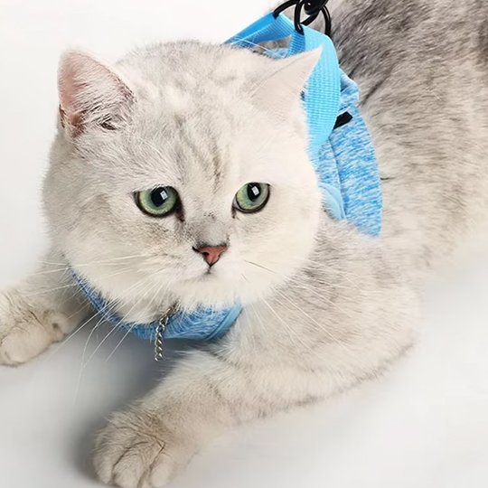 Chaton blanc aux yeux verts portant un harnais gilet bleu ciel avec anneau dorsal