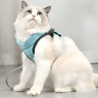 Chat Ragdoll blanc assis portant un harnais gilet bleu turquoise avec laisse
