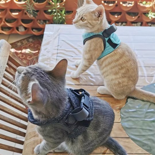 Deux chatons portant des harnais gilet turquoise et gris en terrasse extérieure