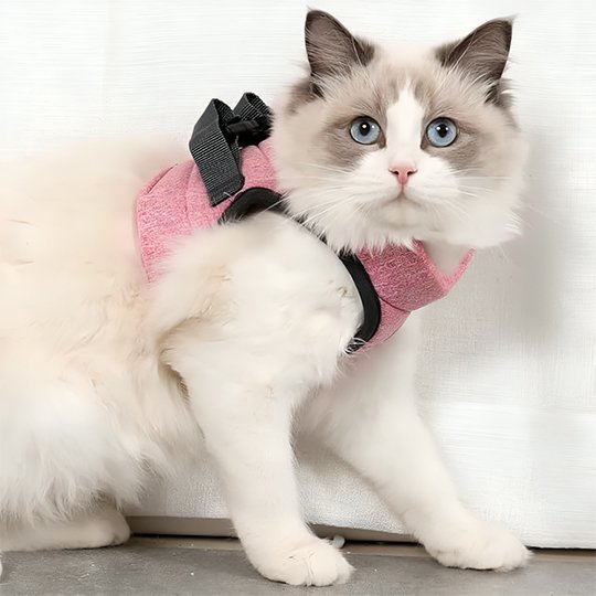 Chat Ragdoll blanc portant un harnais gilet rose avec anneau dorsal noir