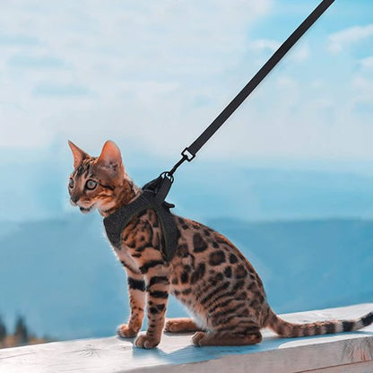 Chaton Bengal portant un harnais gilet noir avec laisse, assis en extérieur face au ciel bleu