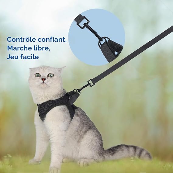 Chaton gris portant un harnais noir en extérieur avec anneau dorsal renforcé – contrôle confiant, marche libre