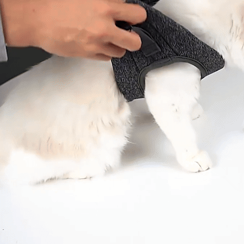 Démonstration animée de l'habillage d'un chaton avec le harnais gilet anti-échappement
