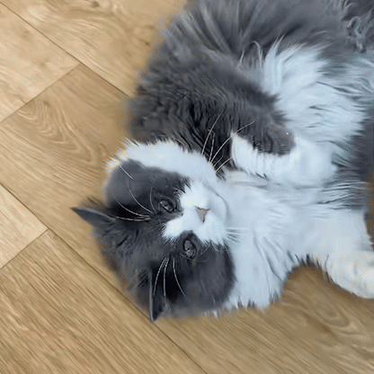 Jouet pour chat