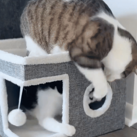 Maison pour chat | Confort Design