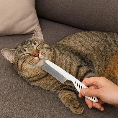 Main passant un peigne blanc sous le menton d’un chat tigré aux yeux fermés, allongé sur un canapé gris