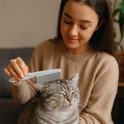 Personne passant un peigne blanc à dents métalliques sur le dessus de la tête d’un chat tigré gris aux yeux fermés