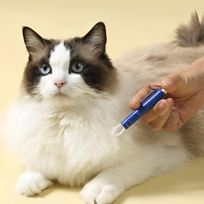 Chat à poils longs blanc et brun avec une pince à tiques bleue tenue près de son pelage