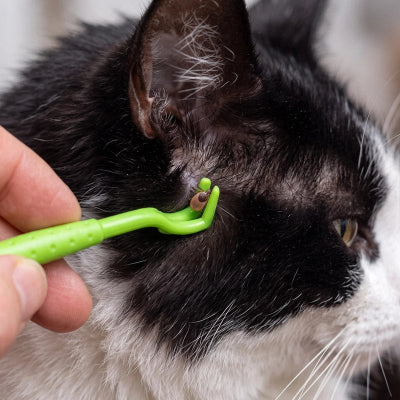 Crochet à tiques vert placé autour d’une tique près de l’oreille d’un chat noir et blanc