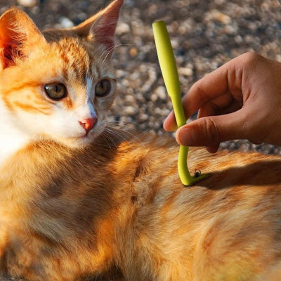 Crochet à tiques vert tenu à la main près d’une tique sur le flanc d’un chat roux et blanc à l’extérieur