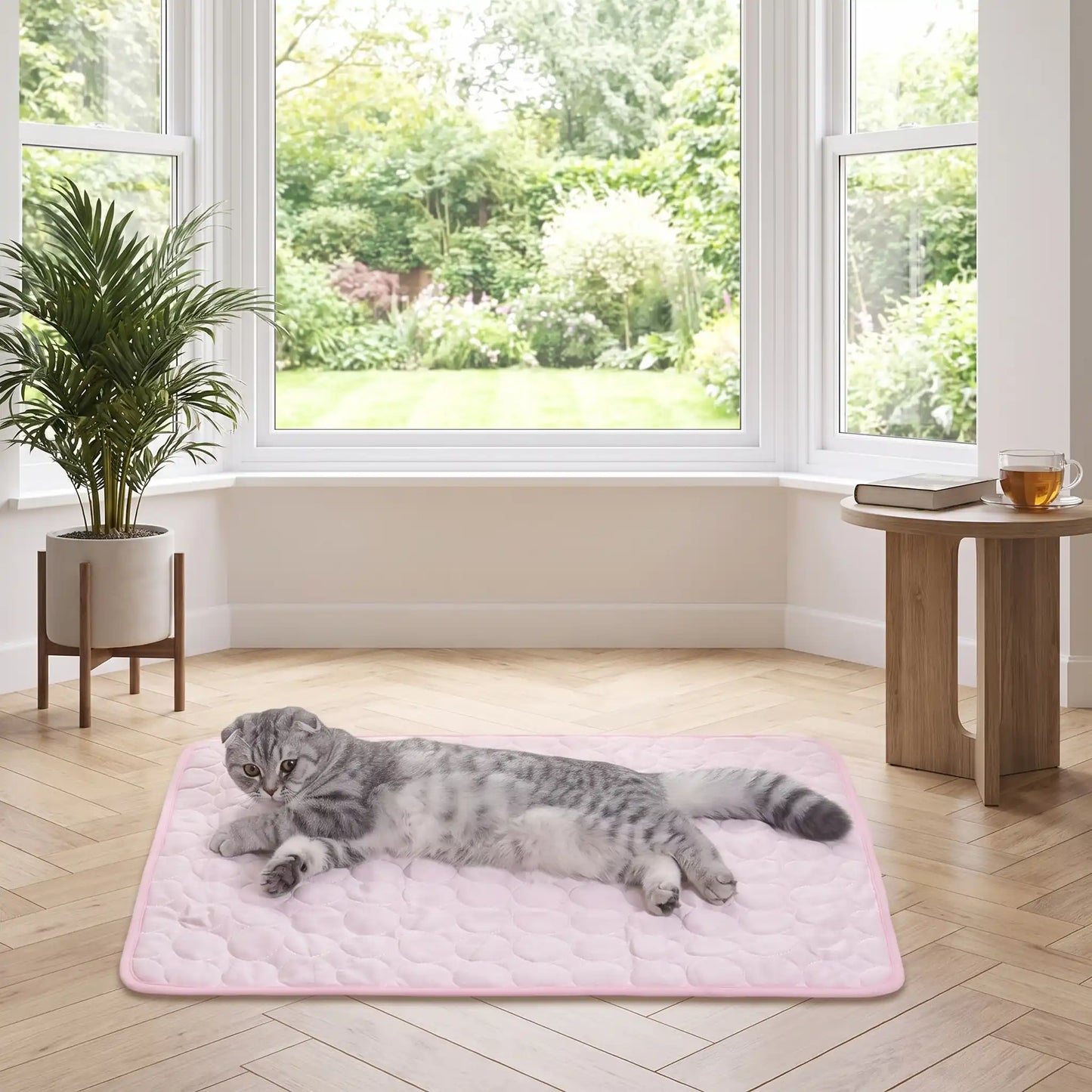 Chat Scottish Fold allongé sur tapis rafraîchissant rose pastel – intérieur lumineux